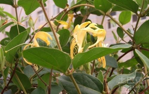忍冬花的功效与作用 忍冬花对皮肤主要功效与作用
