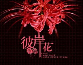 彼岸花能随便纹吗 女的纹彼岸花的后果