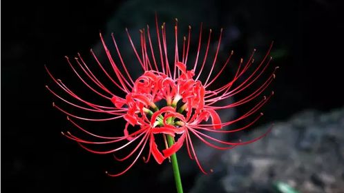 彼岸花为什么叫彼岸花 彼岸花真的招鬼吗