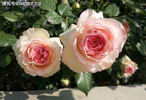 怎么判断月季要施肥了 月季最好的肥料是哪种