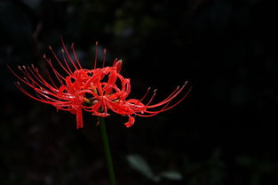 彼岸花代表什么样的女人 彼岸花十大禁忌