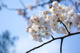徐志摩《陌上花开》原文 余秋雨的散文《生命是一树花开》