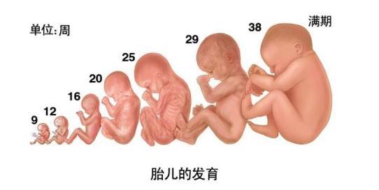 怀孕早期千万别吃桃子 孕早期吃桃子对胎儿有什么影响