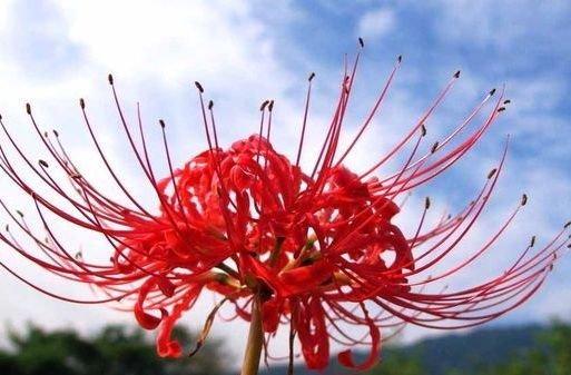 彼岸花为什么不能拔 活人看到彼岸花会怎样