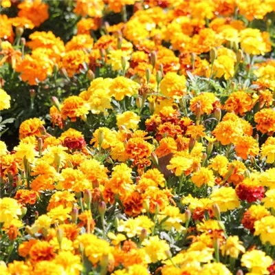 微信头像最适合的花 漂亮花朵微信头像