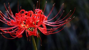 彼岸花真的招鬼吗 彼岸花可怕的图片