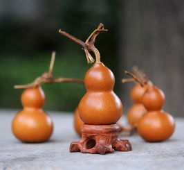 怎么判断葫芦可以摘了没 怎么判断葫芦老了