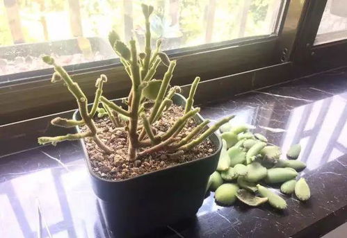 徒长是什么意思 徒长的表现
