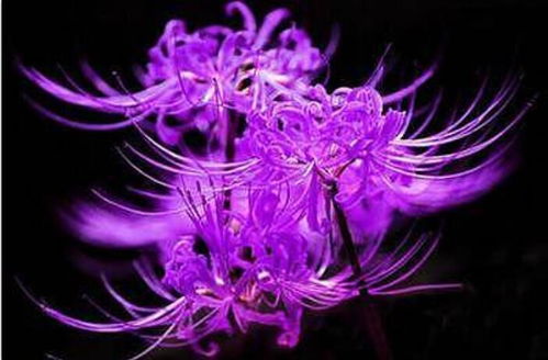 彼岸花怎么养才能开花 彼岸花为什么不能拍照
