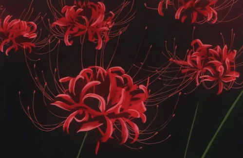 彼岸花的花语是什么 彼岸花为什么不能拍照