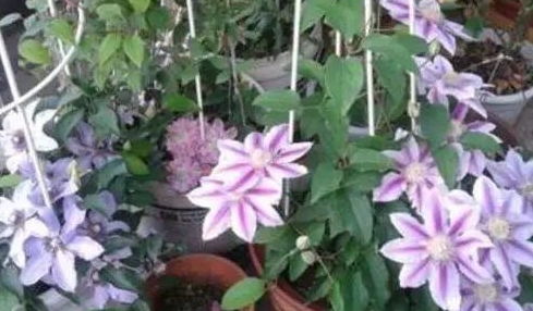 必买铁线莲三类勤花 全年开花的铁线莲品种