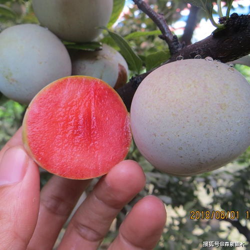 恐龙蛋杏李骗局 恐龙蛋水果的营养价值