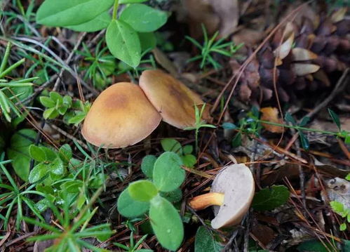 怎么试验蘑菇有没有毒 怎样检验菌子有毒无毒