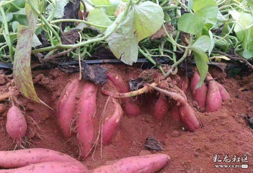 怎样种红薯结得多又大 怎样种红薯产量高