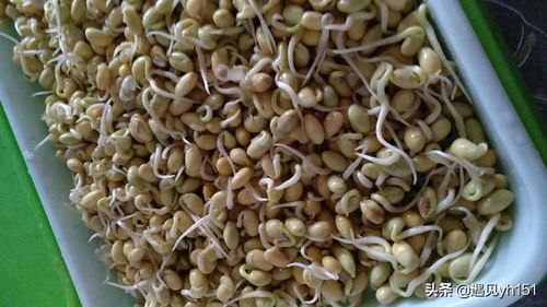 怎么生豆芽最简单的方法 怎样发黄豆芽又快又简单