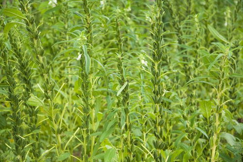 怎样种芝麻才能高产 芝麻后期怎样管理才高产