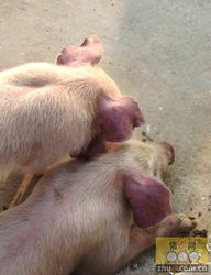 怎样判断猪是否得了蓝耳病 猪蓝耳病图片大全