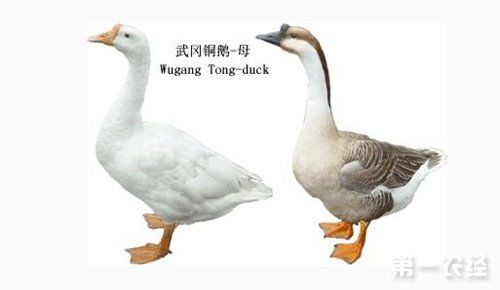 怎样准确判断鹅公母 辨别鹅公母的最简便方法