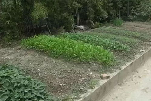 怎么让牛不敢靠近地里 如何让牛不去我的菜地除了篱笆和伤害它。