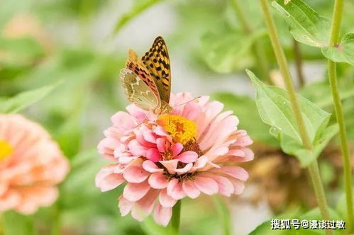 想送花但是对方对花粉过敏 什么花没有花粉 不过敏
