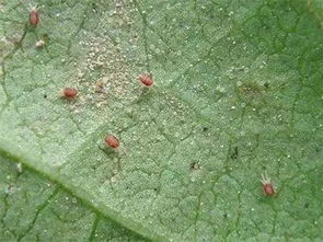 戊唑咪鲜胺治锈病吗 戊唑咪鲜胺能防玉米锈病吗