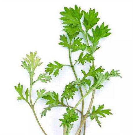 房间熏艾草的危害 室内熏艾草的好处