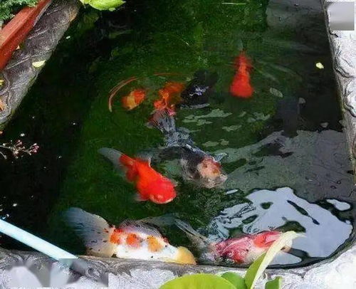 懒人适合养什么鱼 什么鱼新手都养不死