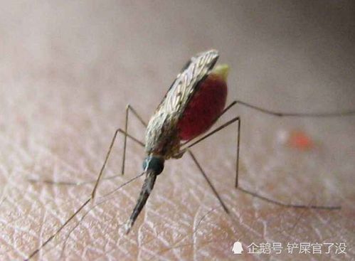 房间里有蚊子小妙招 卧室有蚊子有什么妙招