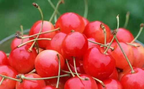 成人樱桃一天最多吃几个 一天吃了50个樱桃