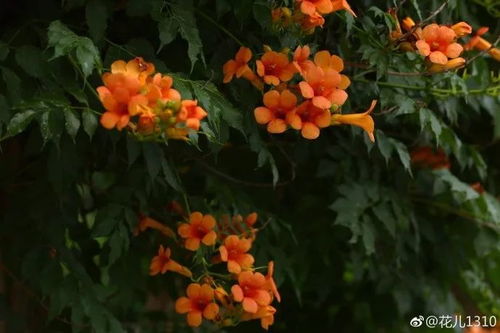 我爱你绝不像那攀援的凌霄花 舒婷写的《凌霄花》