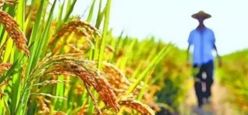 我国四大粮食作物是什么 四大粮食是哪四种