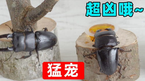 战斗力最强的锹甲 最强锹甲排名