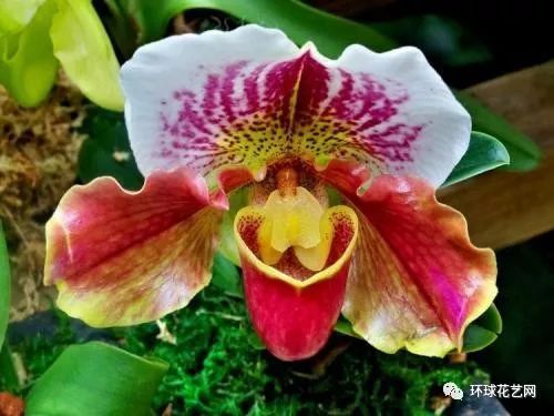 所有花的花语大全列表 100种常见花的花语