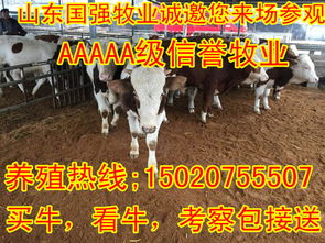 成年黄牛一般多少斤 现在活牛市场价多少钱一斤