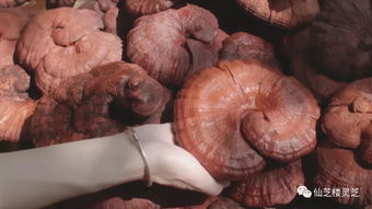 我吃了灵芝真实感受 吃灵芝吃出尿毒症