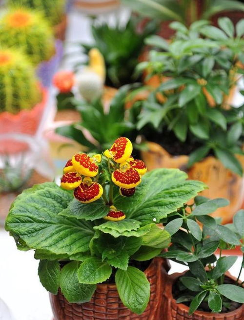 懒人养不死的绿植 十大养不死的大型绿植