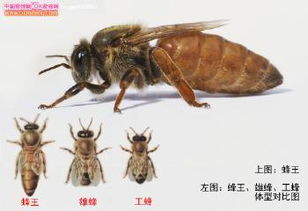 找蜂王最简单方法 一团蜜蜂怎么找蜂王