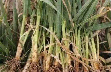 打纹枯病的最佳时间 防治纹枯病的特效药