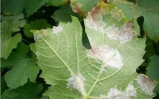 打葡萄霜霉病的特效药 霜霉病十大特效药