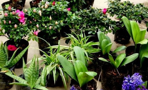 扔假花什么时间好 家里假花怎么处理