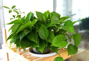 扦插的绿萝几天浇一次水 绿萝夏天可以扦插吗