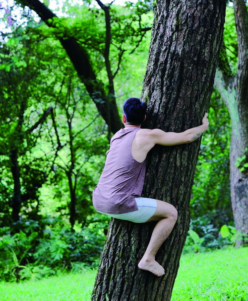 抱大树有什么说法 为什么不能随便抱大树呢