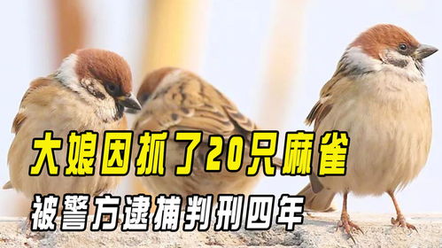 抓20只麻雀判多久 逮了19只麻雀会被判多久