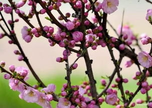 描写春天桃花的优美句子 描写春天桃花盛开的样子