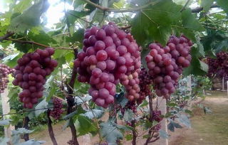 提子和葡萄哪个热量高 女性吃提子好还是葡萄好