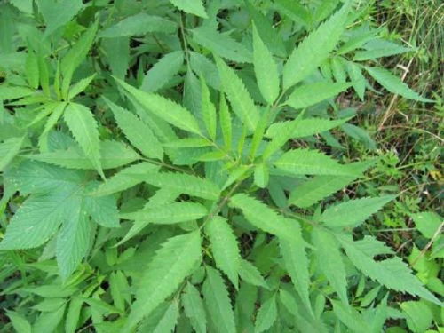 接骨草煮水喝的功效 农村十种接骨草