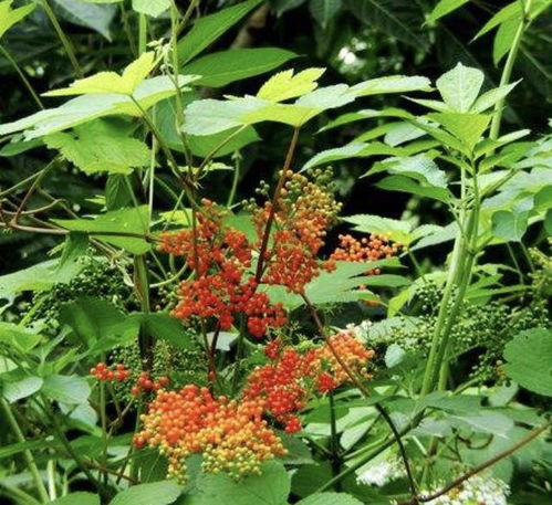 接骨草的功效和作用 正宗接骨草图片