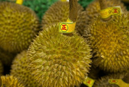 挑选榴莲的方法和窍门 榴莲挑选八大诀窍