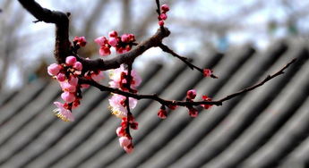 描写杏花的诗句 一至三年级关于杏花的诗句