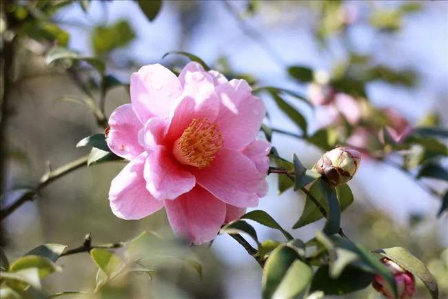 描写山茶花最经典的诗句 十首最出名的茶花诗